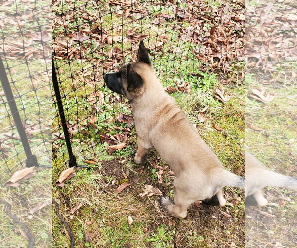 Medium Photo #7 German Shepherd Dog-Unknown Mix Puppy For Sale in Seattle, WA, USA