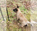 Small #6 German Shepherd Dog Mix