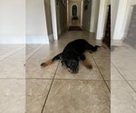 Small #7 Rottweiler