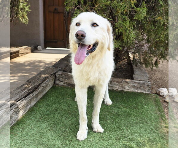 Medium Photo #2 Great Pyrenees Puppy For Sale in Albuquerque, NM, USA