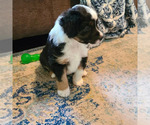 Small Photo #4 Miniature Australian Shepherd Puppy For Sale in GREENVILLE, MI, USA