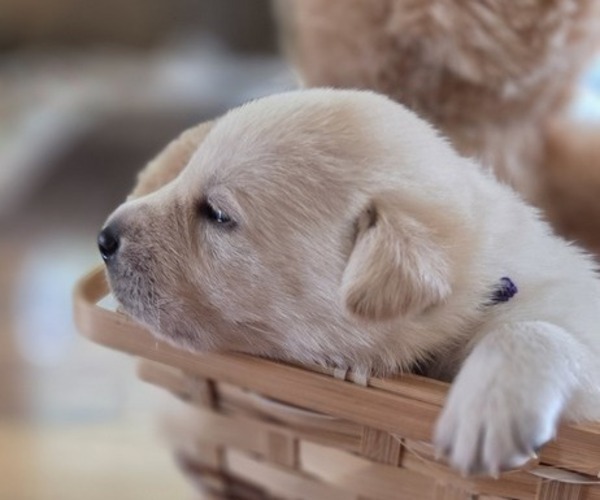 Medium Photo #54 Borador Puppy For Sale in FORTUNA, CA, USA