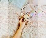 Small #31 Chihuahua