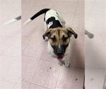Small Labrador Retriever Mix