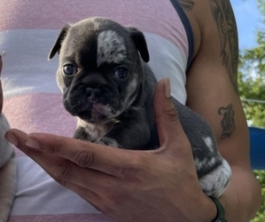 French Bulldog Puppy for Sale in JACKSONVILLE, Florida USA