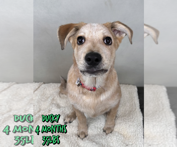 Medium Photo #1 Mutt Puppy For Sale in Woodbury, NY, USA
