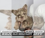 Small #3 French Bulldog