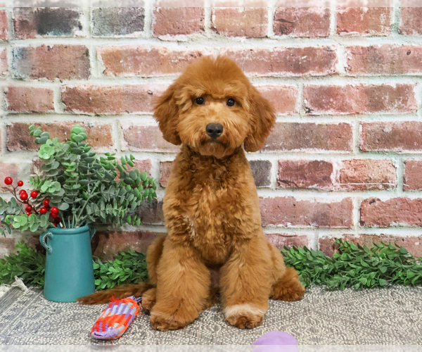 Medium Photo #16 Goldendoodle Puppy For Sale in SYRACUSE, IN, USA