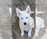 Puppy Bonnie Siberian Husky