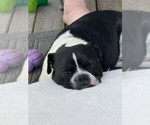 Louie - Male Mutt Dog for Adoption - Photo #3
