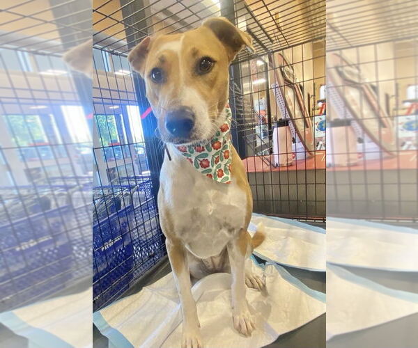 Medium Photo #4 Jack Russell Terrier-Rhodesian Ridgeback Mix Puppy For Sale in Virginia Beach, VA, USA