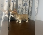 Small Photo #74 Pembroke Welsh Corgi Puppy For Sale in DURHAM, CT, USA