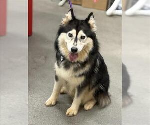 Siberian Husky Dogs for adoption in Forestville, MD, USA