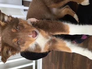 Australian Shepherd Puppy for sale in GAYLORD, MI, USA