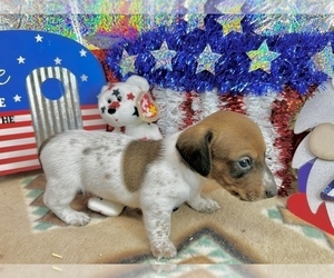 Dachshund Puppy for sale in CASSVILLE, MO, USA