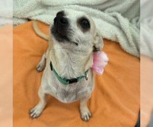 Kate #bestie-of-Kathy - Female Chihuahua-Unknown Mix Dog for Adoption - Photo #3