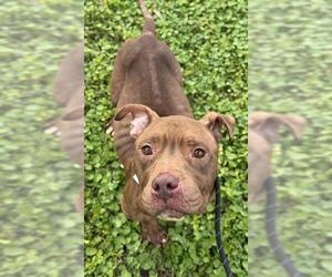 American Staffordshire Terrier Dogs for adoption in Fort Lauderdale, FL, USA