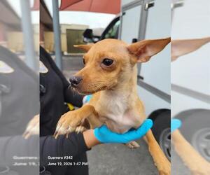 Chihuahua-Unknown Mix Dogs for adoption in San Antonio, TX, USA