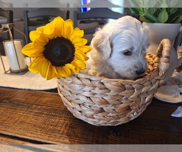 Medium Photo #4 Goldendoodle Puppy For Sale in LOUISA, VA, USA