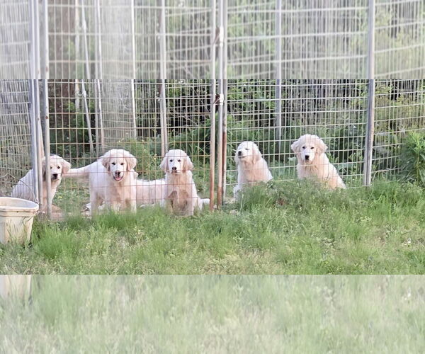 Medium Photo #16 Great Pyrenees Puppy For Sale in Croydon, NH, USA