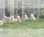 Small #15 Great Pyrenees