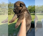 Small Photo #1 German Shepherd Dog Puppy For Sale in ELGIN, SC, USA