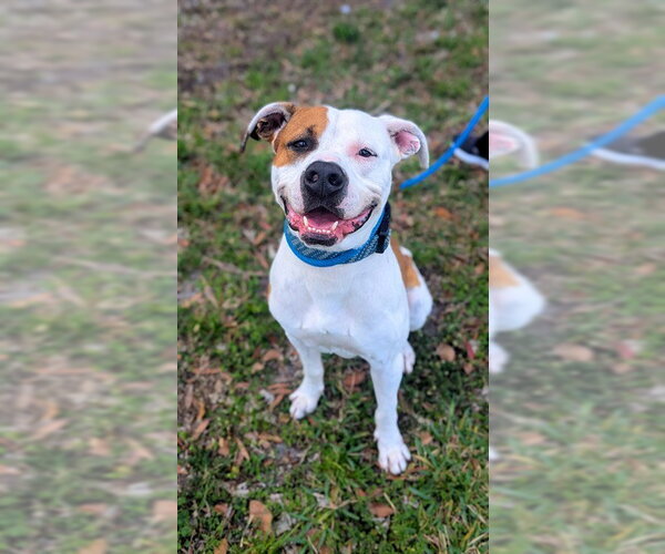 Medium Photo #1 American Bulldog Puppy For Sale in Fort Lauderdale, FL, USA