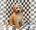 Small Photo #1 Goldendoodle Puppy For Sale in LAKELAND, FL, USA
