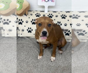 American Pit Bull Terrier-Unknown Mix Dogs for adoption in York, SC, USA