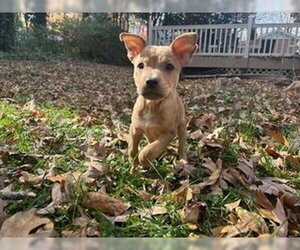 Pharo - Male Labrador Retriever-Unknown Mix Dog for Adoption - Photo #7