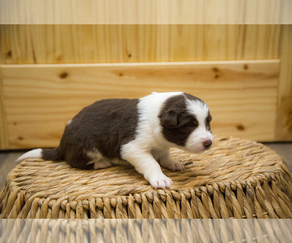 Medium Photo #3 Border Collie Puppy For Sale in LULA, GA, USA