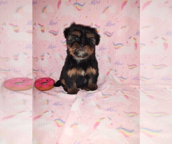 Medium Photo #10 Yorkshire Terrier Puppy For Sale in LAPEER, MI, USA