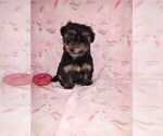 Small #9 Yorkshire Terrier