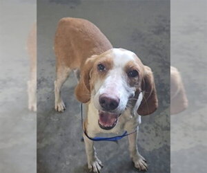 Beagle-Unknown Mix Dogs for adoption in Tallahassee, FL, USA
