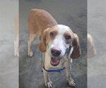 Small Beagle Mix