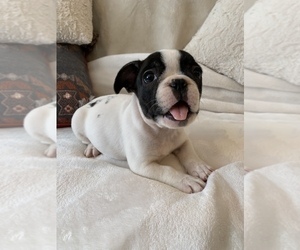 French Bulldog Puppy for sale in JOHNS ISLAND, SC, USA