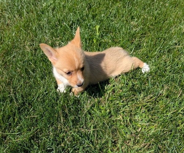 Medium Photo #5 Pembroke Welsh Corgi Puppy For Sale in GOSHEN, IN, USA