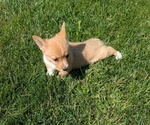 Small #4 Pembroke Welsh Corgi