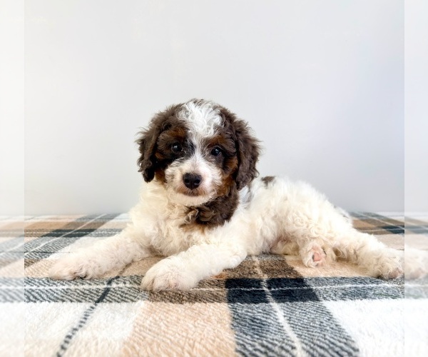 Medium Photo #5 Bernedoodle (Miniature) Puppy For Sale in GREENFIELD, IN, USA