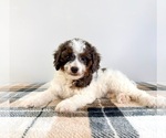Small #4 Bernedoodle (Miniature)
