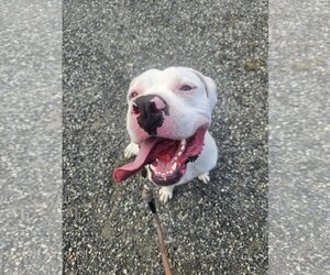 American Bulldog-Unknown Mix Dogs for adoption in Spotsylvania, VA, USA