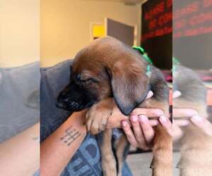 New Light Litter Halo Green Collar - Located in CA - Male Mutt Dog for Adoption - Photo #3