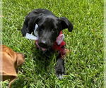 Small #2 Labrador Retriever Mix