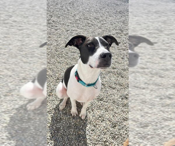 Medium Photo #12 Pointer-Unknown Mix Puppy For Sale in Westwood, NJ, USA