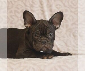 French Bulldog Puppy for sale in GAP, PA, USA