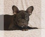 Cody - Male French Bulldog Puppy for Sale - Small photo