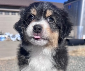 Medium Australian Shepherd