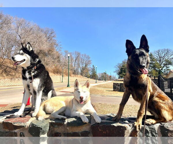 Medium Photo #3 Mutt Puppy For Sale in Imlay City, MI, USA