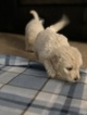 Small Photo #38 Goldendoodle Puppy For Sale in VACAVILLE, CA, USA