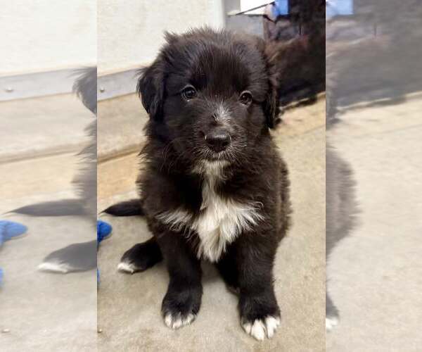 Medium Photo #2 Border Collie-Unknown Mix Puppy For Sale in Cave Creek, AZ, USA